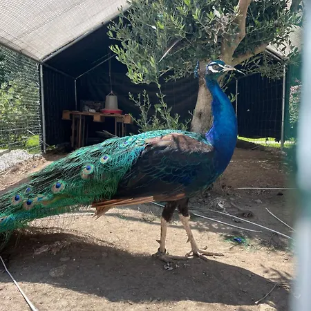 Gospodarstwo wiejskie Casa De Lamacais