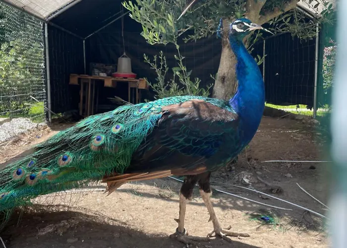 בית כפרי Casa De Lamacais